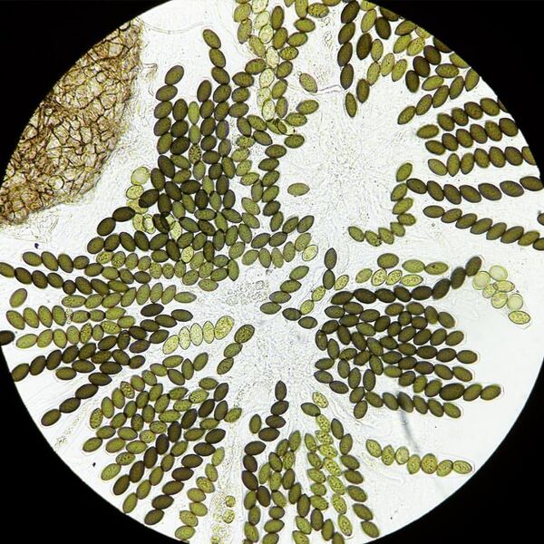 File:12039432 10153228359079087 7538027647314755512 n.jpg