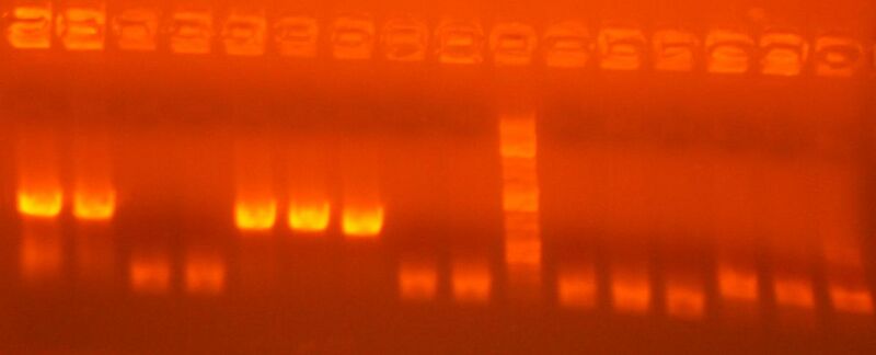 File:6-28 colpcr ig1,27,57,79,171.jpg
