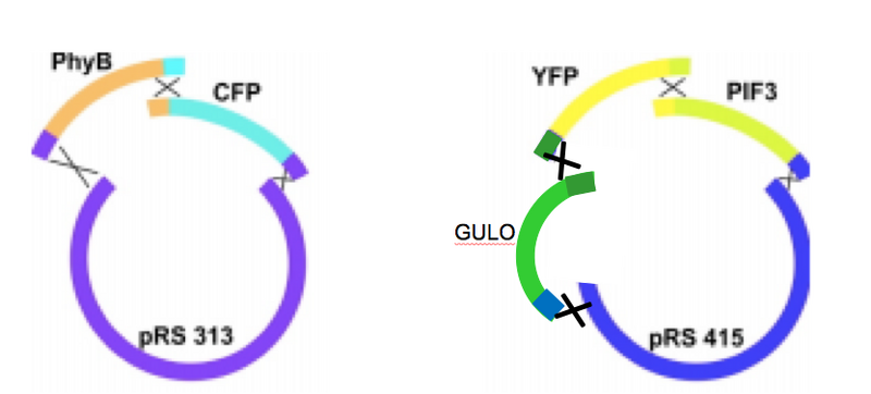 File:BME494 Group7 Assembly.png