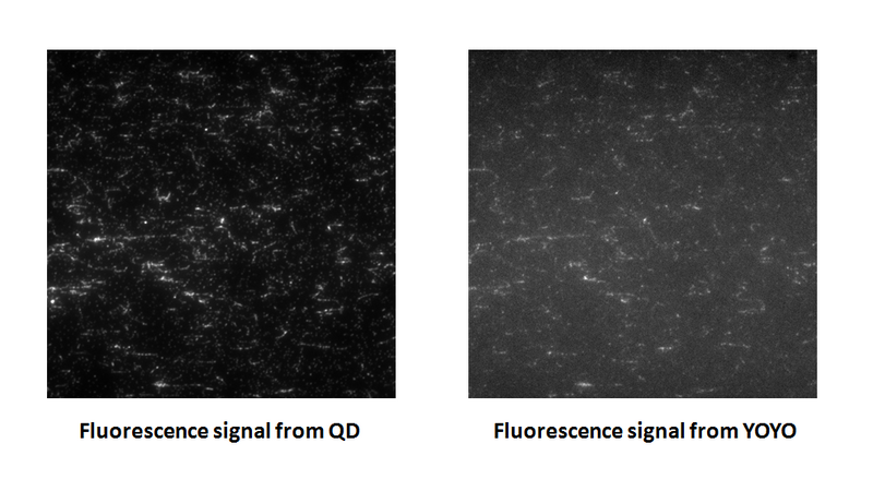 File:Compare QD YOYO.png
