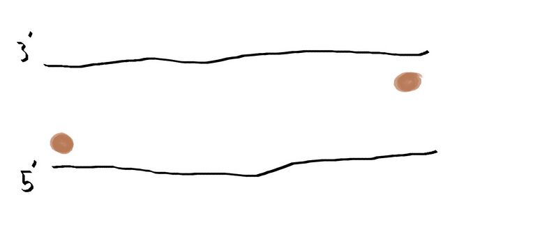 File:DNA with primersG5.jpg