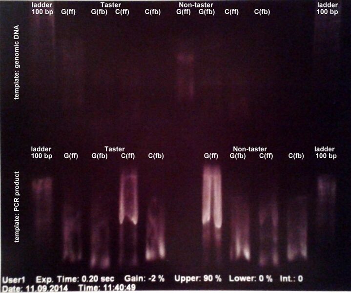 File:Electrophoresis GA 11.09.jpg