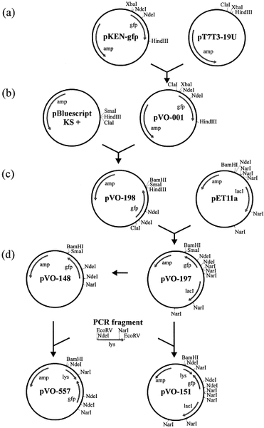 File:T7lysozymeplasmids2.jpg