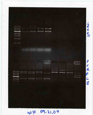 Gel for Green and Purple Groups, WF