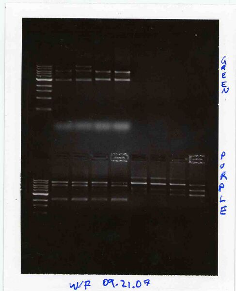 File:WF GreenPurple M1D4.jpg