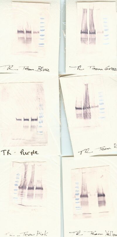 you should cut and paste your team's blot for your portfolio submission