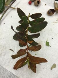 Picture of 1. plant with oval shaped leaves