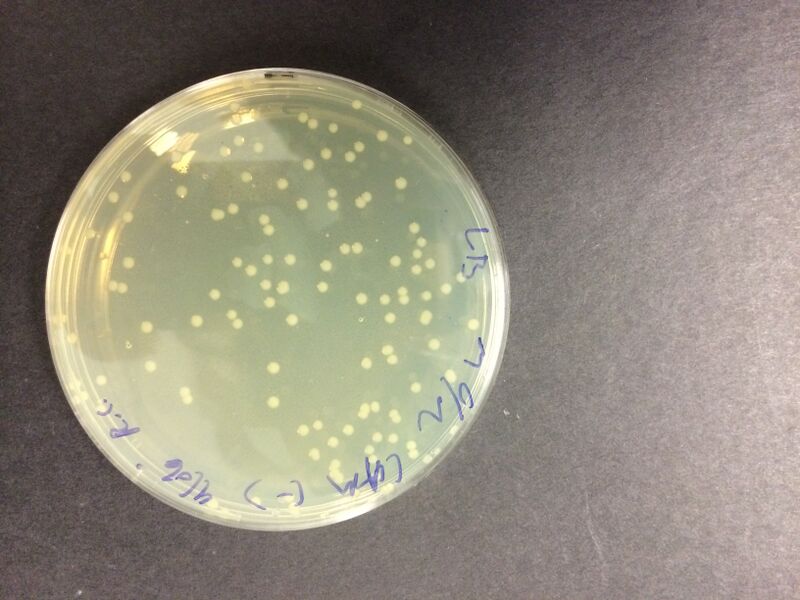 File:Overnight LB medium.JPG