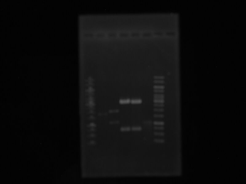 File:Restr 6Ago10.JPG