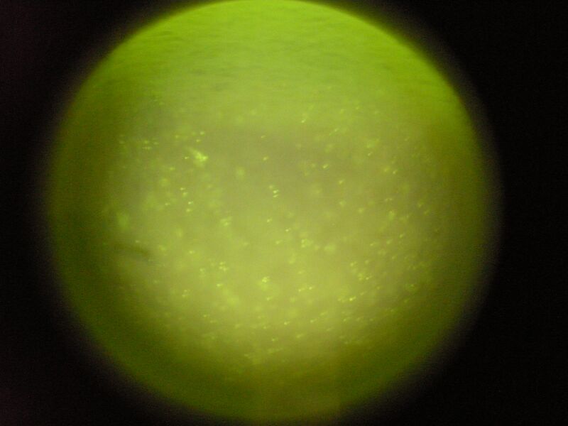 File:TR Red Orange 2uM 2 3.jpg