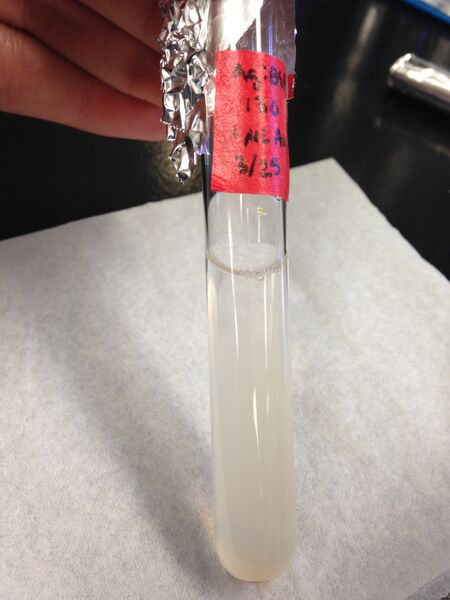 File:0326 130, 1uL Au.jpg