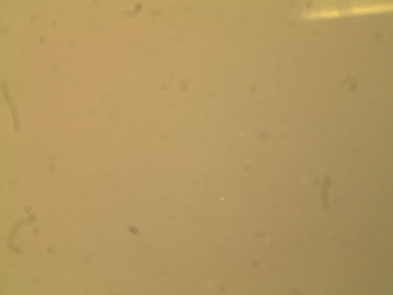 File:Control pAu1.jpg