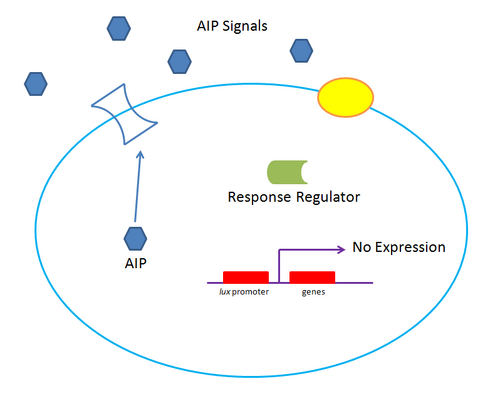 Gram Positive Quorum Sensing System at Low Concentration