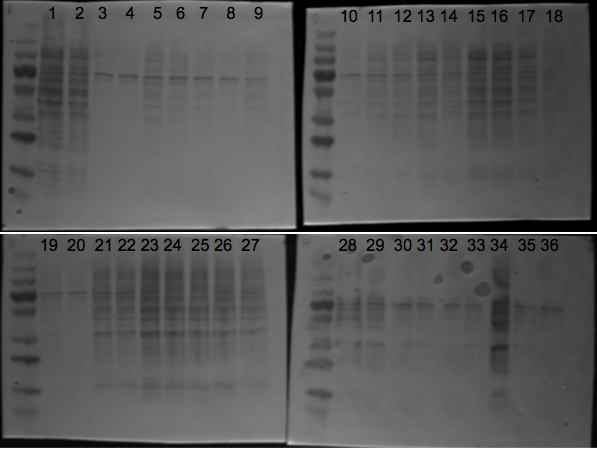 File:KAH 052310 ps1.tif