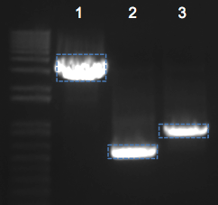 File:KAH 062911 gel1.tif