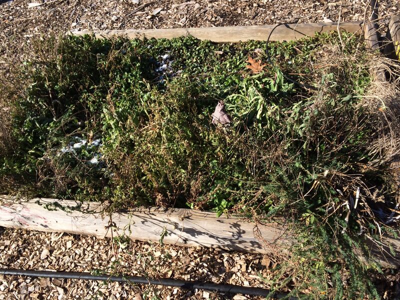 File:Transect5 0372.JPG