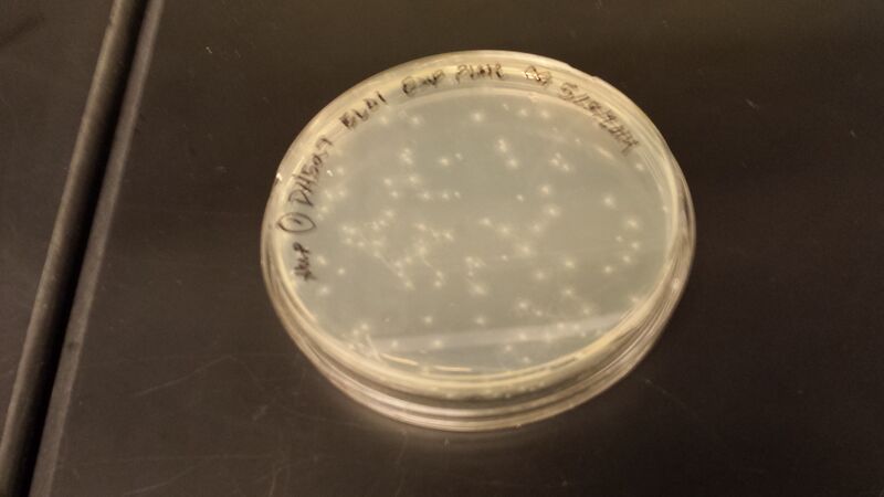 File:20140516 094246.jpg