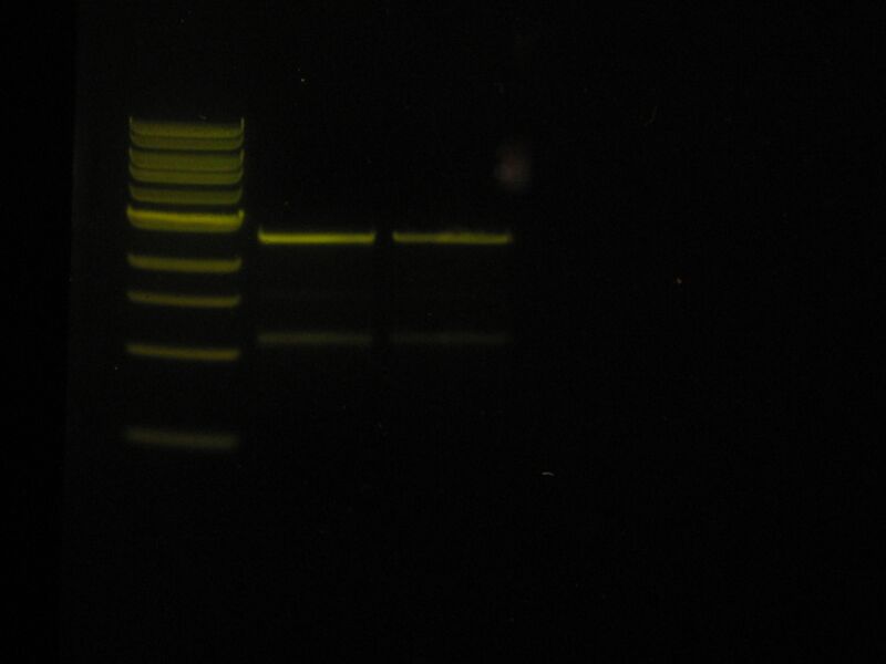 File:Capture 00023.JPG