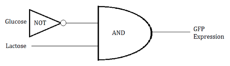 File:LacOperonCircuitDiagram.png