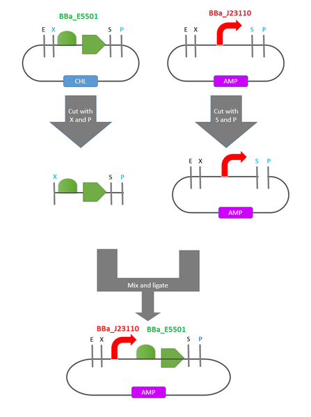 File:Standard Assembly.png