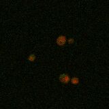 A4V SOD1, induction at 42°C