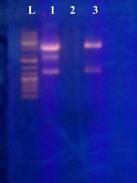 File:Jan Simper mCh DNA Boot Camp.jpg