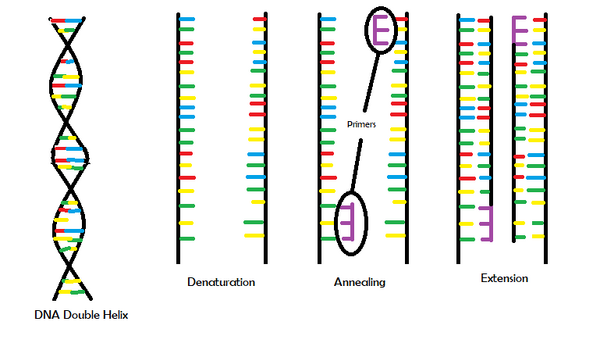 Pictorial Representation of PCR Including the Three Main Steps