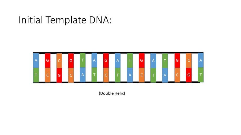 File:PCR Illustration 1.jpg