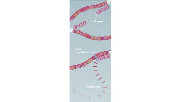 https://learn.genetics.utah.edu/content/labs/pcr/