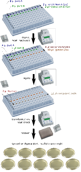 File:Prbbbb-assembly workflow v1.gif
