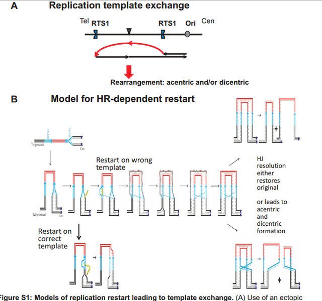File:Recomb replication.png