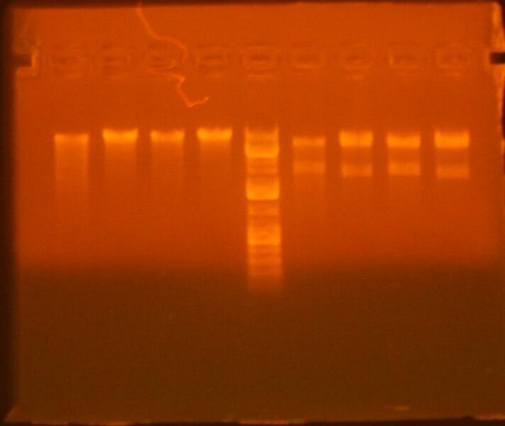 File:8-4 mgfp gatewayed.jpg