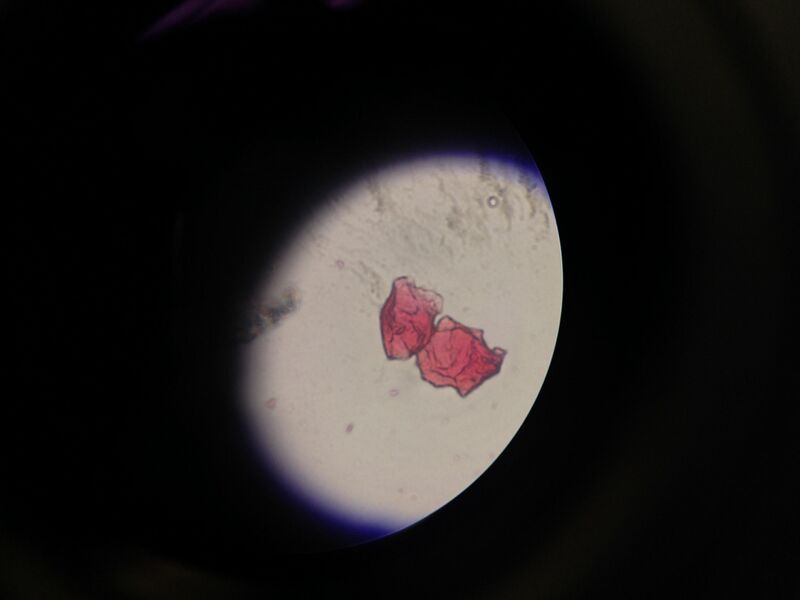 File:BME103 Group38 AUBIO210.jpg