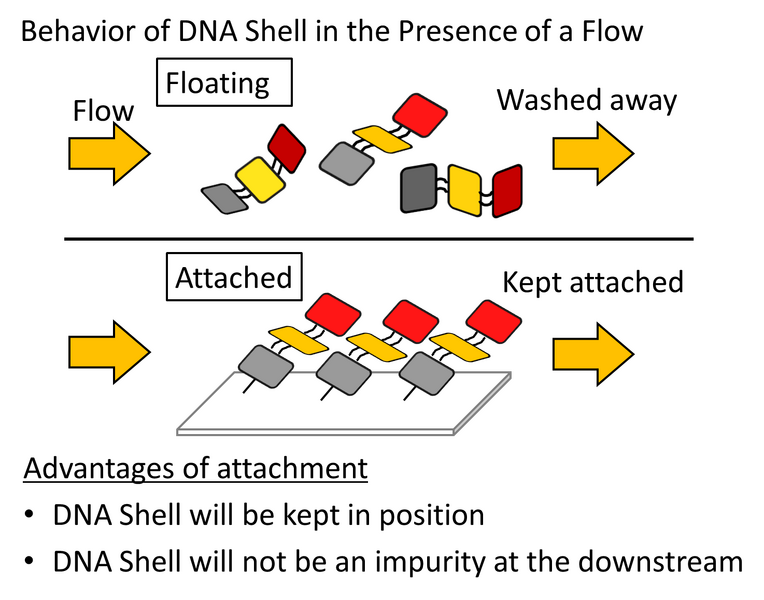 File:Biomod-2012-utokyo-uthongo-attachment-to-solid-surface.png