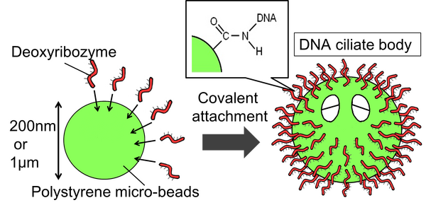 Figure.1:The pattern diagram of creating DNA ciliate