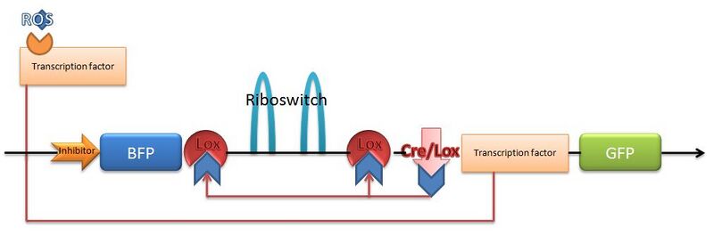 File:Cre-Lox Mech.JPG