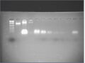 2% agarose, EtBr, 1hr @ 60V