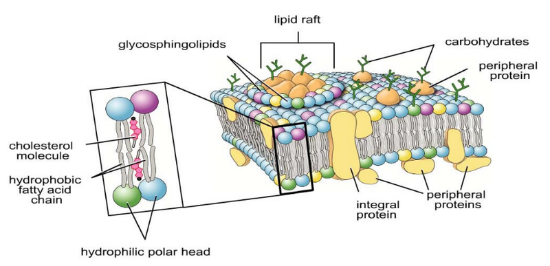 File:Lipid raft formation.PNG
