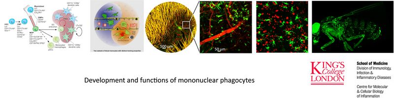 File:Logo geissmannlab6.jpg