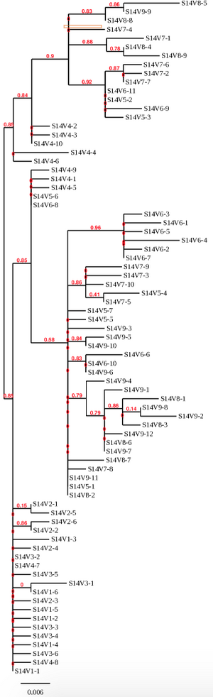 Phylogenetic tree of clones for Subject 14