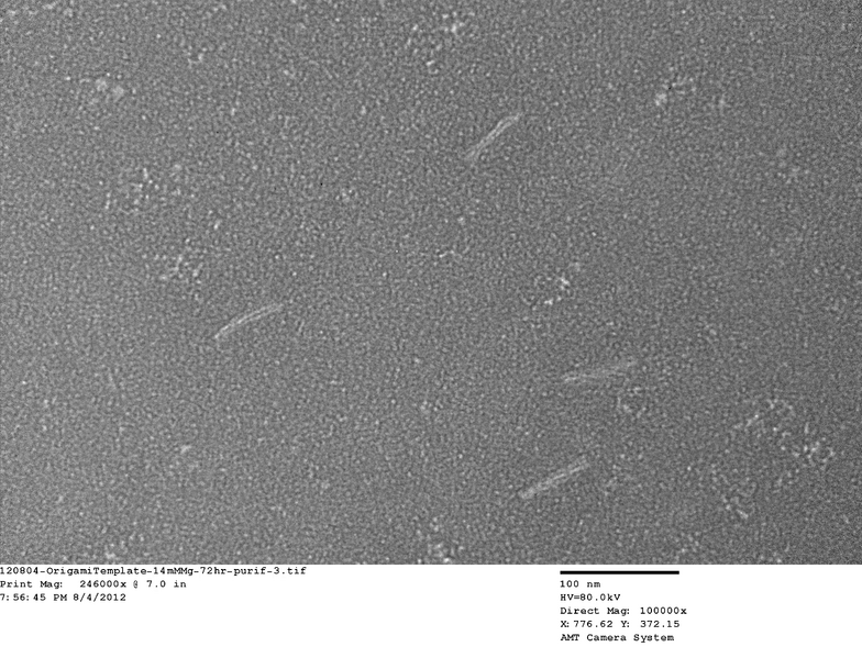 File:14mMmg Tem 2.tif