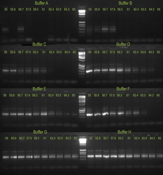 File:20110603 Gel.jpg