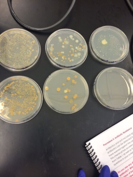 File:Agar Plates.jpg