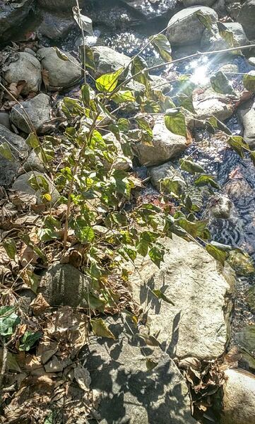 File:BME103 Group33 AUBIO210.jpg