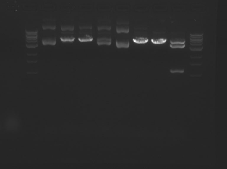 File:Blue TR Restriction.BMP