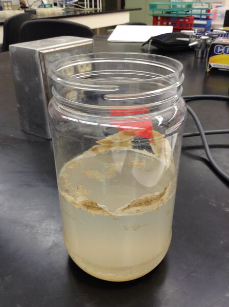 File:Chang Hay Infusion.JPG