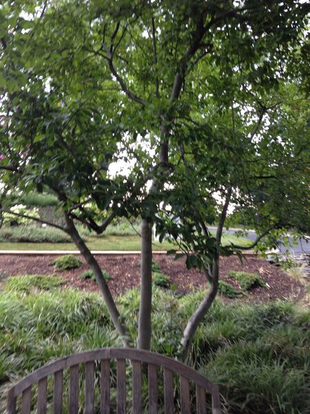 File:Nbonan 12 07 2014 plant3.JPG