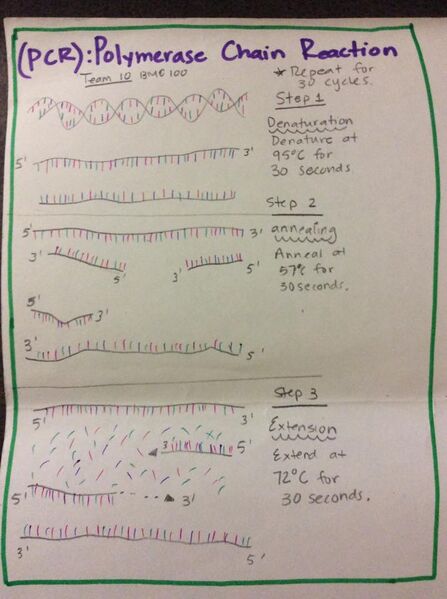 File:TEAM 10 PM PCR.jpg