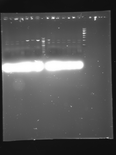 File:100913 dspB 29.tif