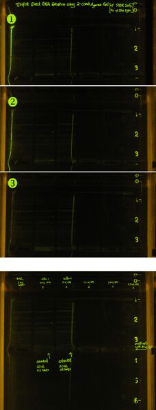 File:20080730-homemade clonewell dna extraction.annotated.jpg